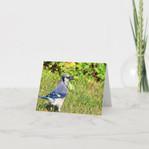 Northern Blue Jay Karte