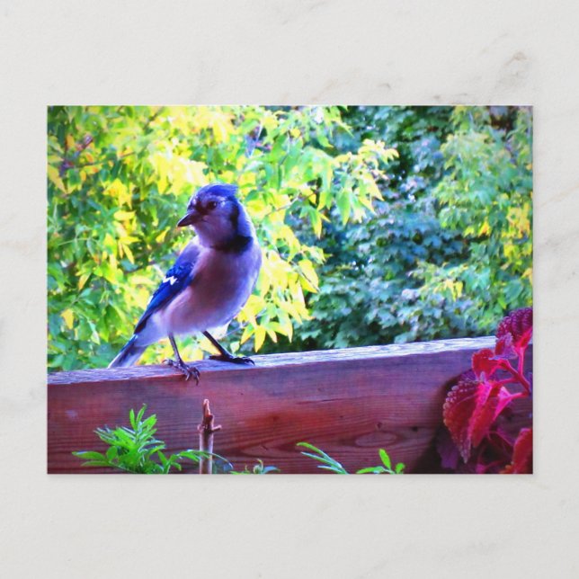 Northern Blue Jay Perching Birds Canada Postkarte (Vorderseite)