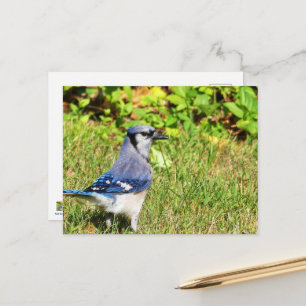 Northern Blue Jay Postkarte