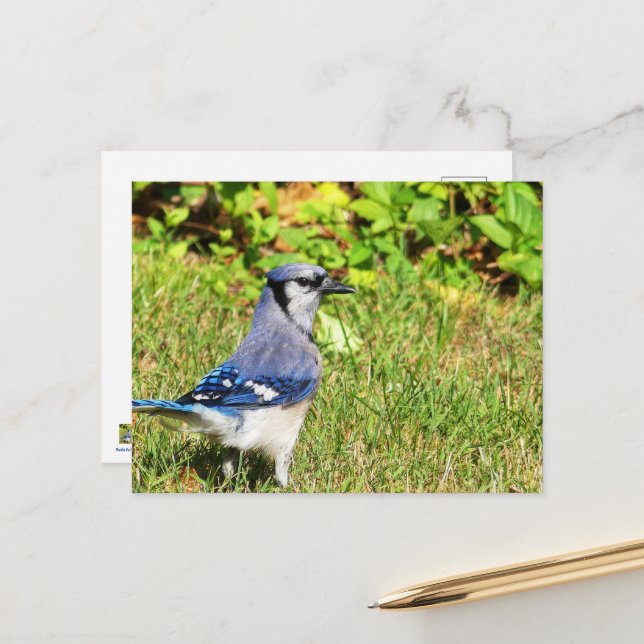 Northern Blue Jay Postkarte (Vorderseite/Rückseite Beispiel)