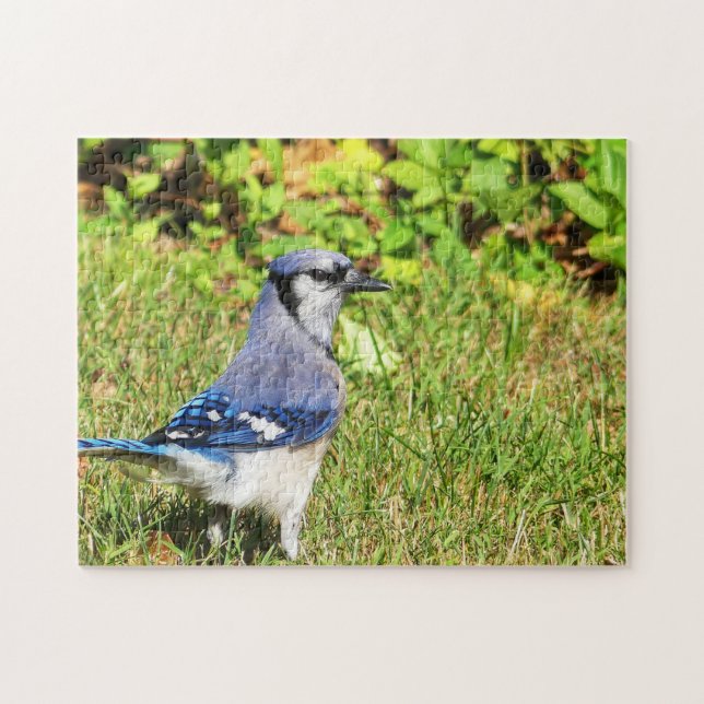 Northern Blue Jay Puzzle (Horizontal)