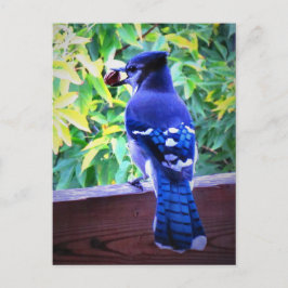 Northern Blue Jay W Peanut Beautiful Blue Feathers Postkarte