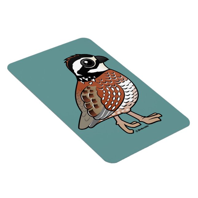Northern Bobwhite Magnet (Rechte Seite)