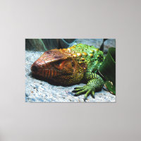 Northern Caiman Lizard Dracaena Guianensis