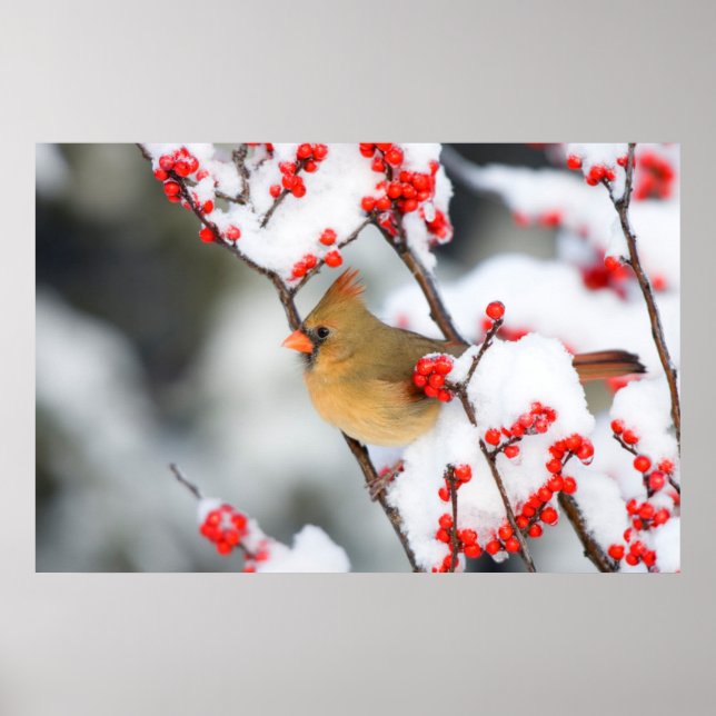 Northern Cardinal female on Common Winterberry Poster (Vorne)