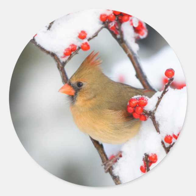 Northern Cardinal female on Common Winterberry Runder Aufkleber (Vorderseite)