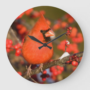 Northern Cardinal in Common Winterberry Große Wanduhr
