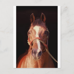 Northern Dancer Up Nah & Personal! Postkarte