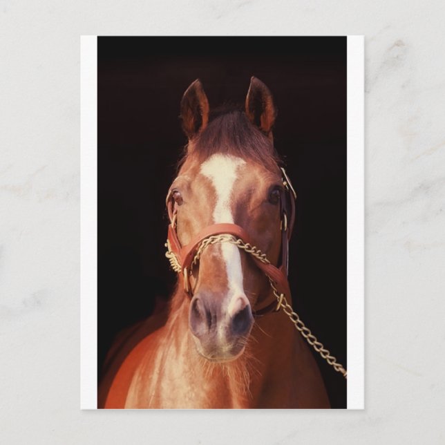 Northern Dancer Up Nah & Personal! Postkarte (Vorderseite)