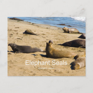 Northern Elephant Siegel California Products Postkarte