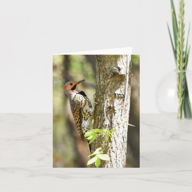 Northern Flicker #1 - Blank Note Card Karte (Vorderseite)