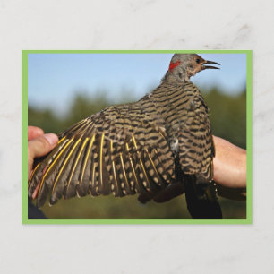 Northern Flicker, gelb-haftet Postkarte