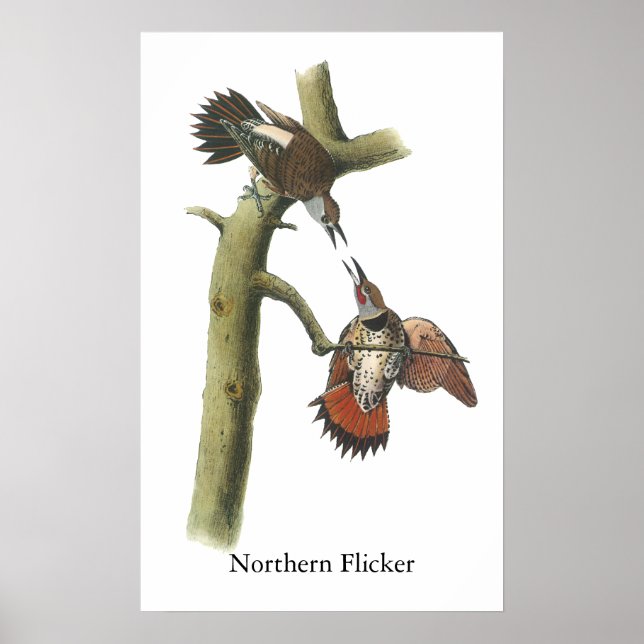 Northern Flicker, John Audubon Poster (Vorne)