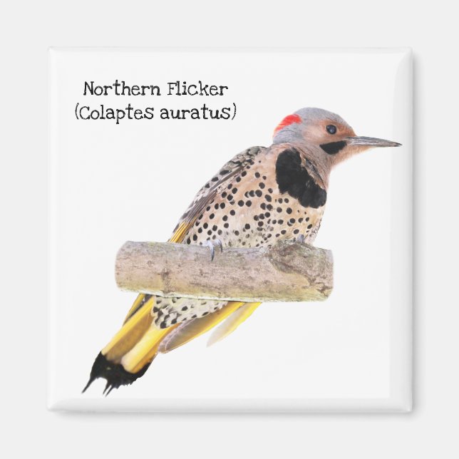 Northern Flicker Magnet (Vorne)