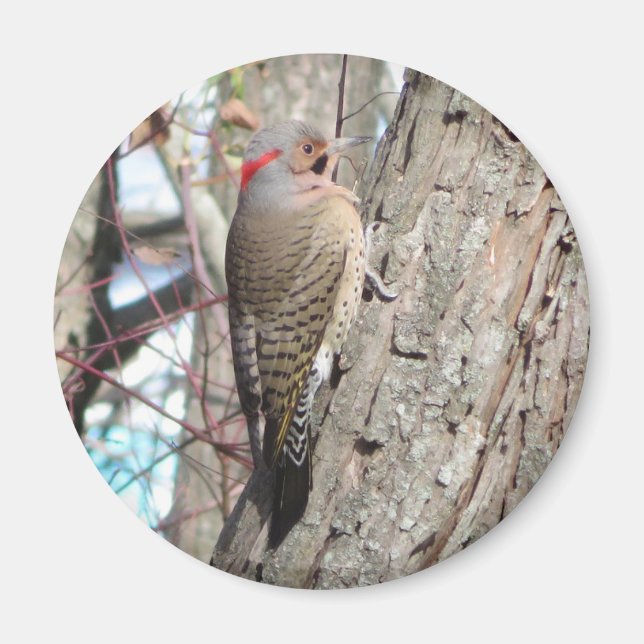 Northern Flicker Magnet. Magnet (Vorne)