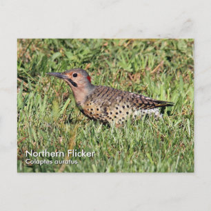Northern Flicker Postcard Postkarte