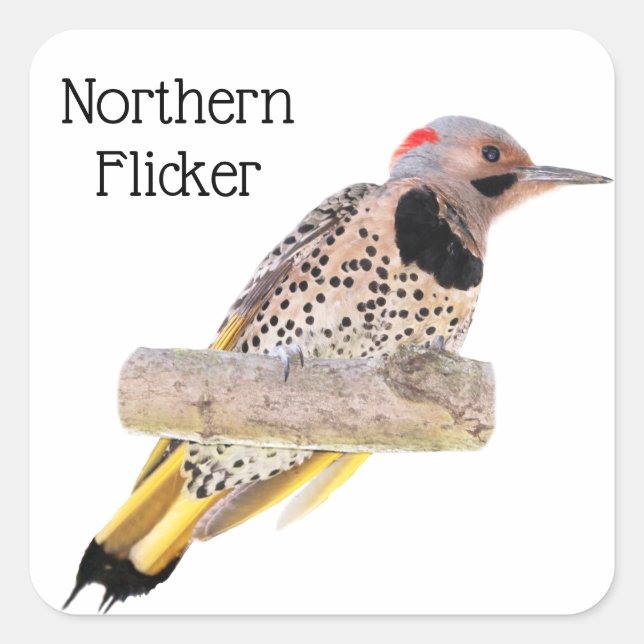 Northern Flicker Quadratischer Aufkleber (Vorderseite)