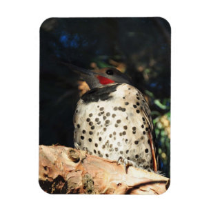 Northern Flicker - Spots Magnet
