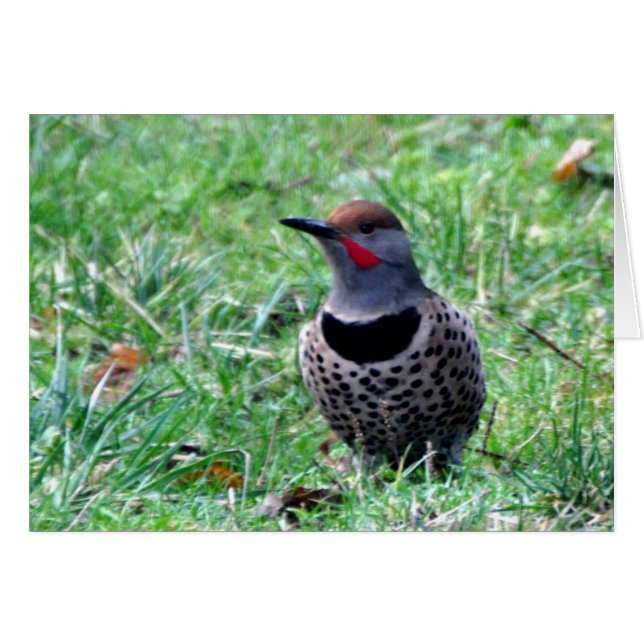 Northern Flicker Woodpecker - Framework Art Card (Vorderseite (Horizontal))