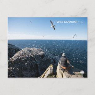 Northern Gannets Postkarte