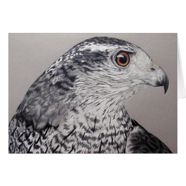 Northern Goshawk (Vorderseite (Horizontal))