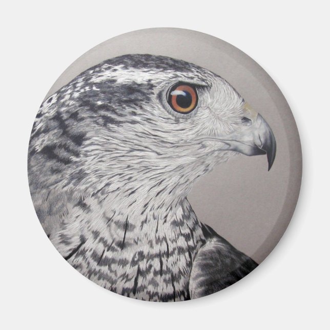 Northern Goshawk Magnet (Vorne)