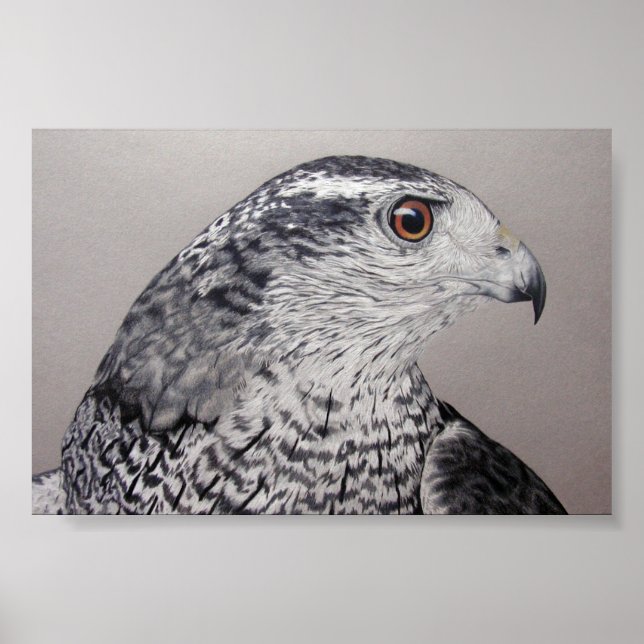 Northern Goshawk Poster (Vorne)