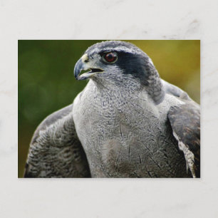 Northern Goshawk Postkarte