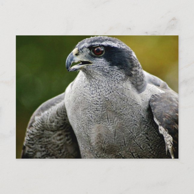 Northern Goshawk Postkarte (Vorderseite)
