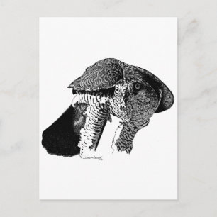 Northern Goshawk Postkarte