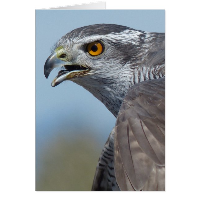 Northern Goshawk Screeching (Vorne)