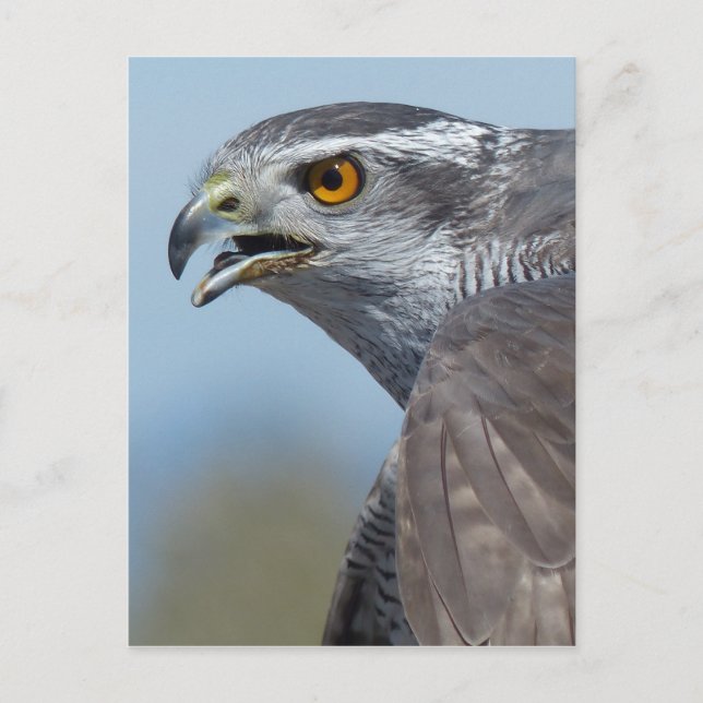 Northern Goshawk Screeching Postkarte (Vorderseite)