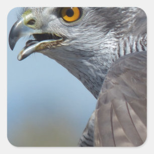 Northern Goshawk Screeching Quadratischer Aufkleber