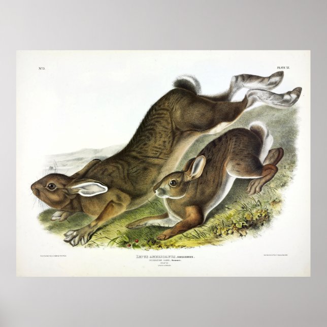 Northern Hare (Lepus Americanus) von Audubon Poster (Vorne)