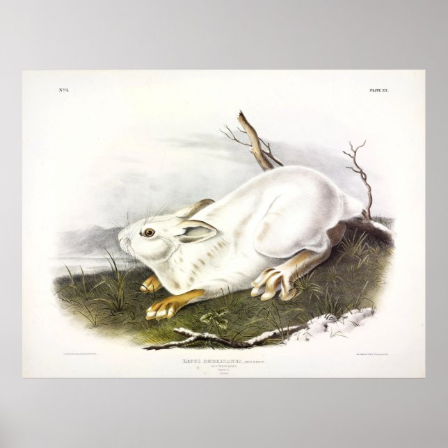 Northern Hare, Winter (Schneeschuhhare) von Audubo Poster (Vorne)