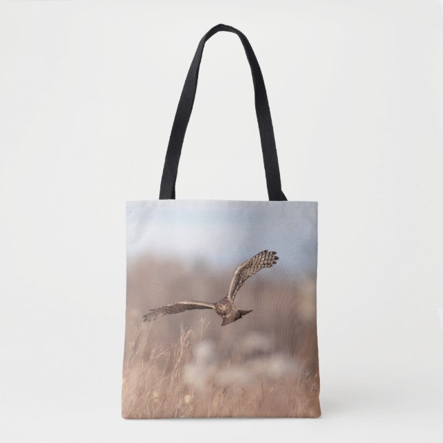 Northern Harrier (Vorderseite)