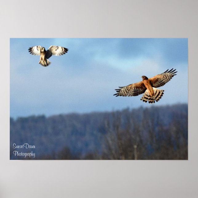 Northern Harrier and Kurz=Eared Owl Poster (Vorne)
