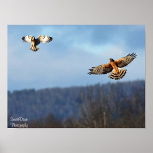 Northern Harrier and Kurz=Eared Owl Poster