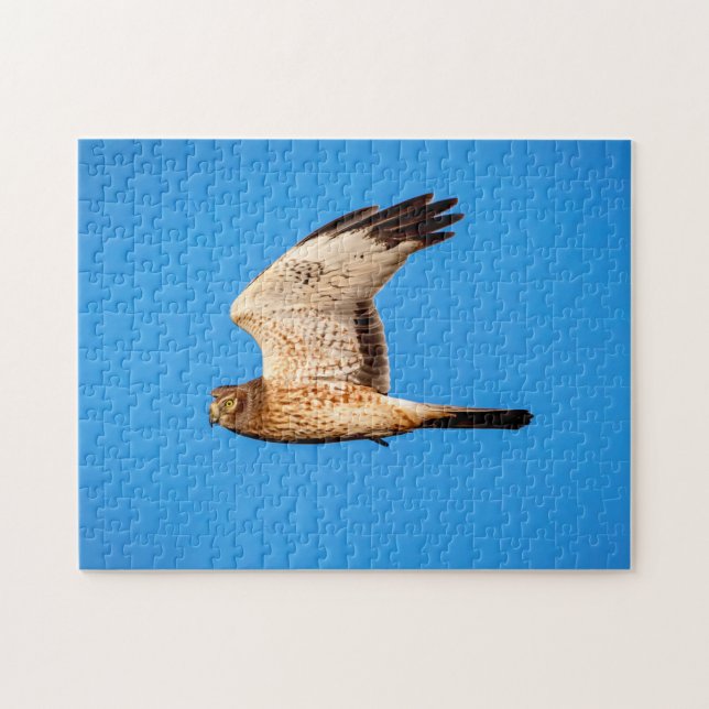 Northern Harrier auf den Shawangunk-Grasslands Puzzle (Horizontal)