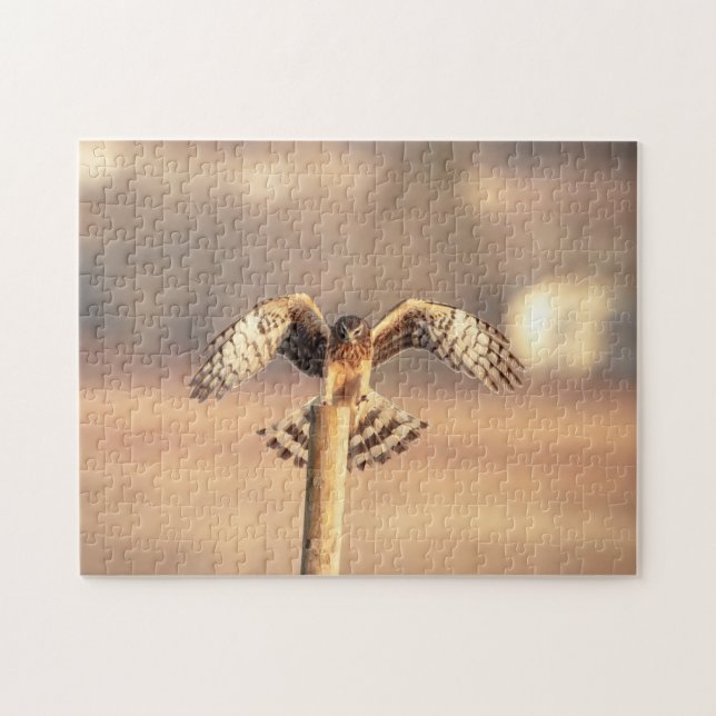 Northern Harrier auf den Shawangunk-Grasslands Puzzle (Horizontal)