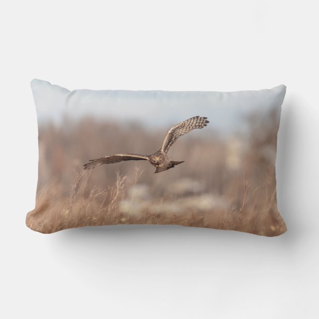 Northern Harrier Lendenkissen (Vorderseite)