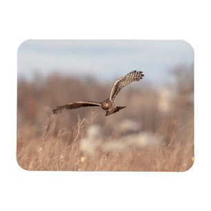 Northern Harrier Magnet