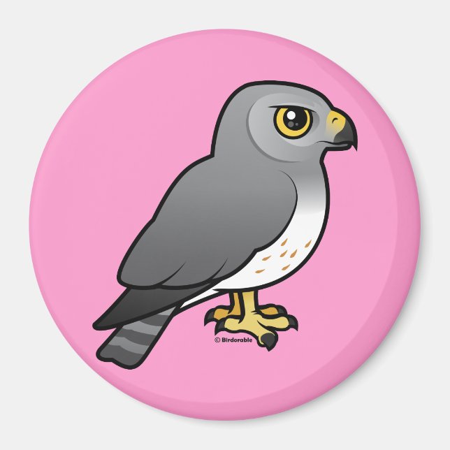 Northern Harrier männlich Magnet (Vorne)