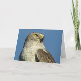 Northern Harrier Notecard Karte