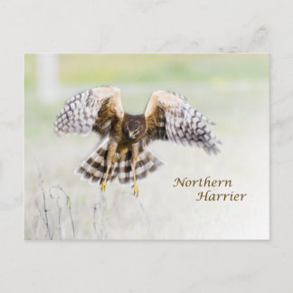 Northern Harrier Postkarte