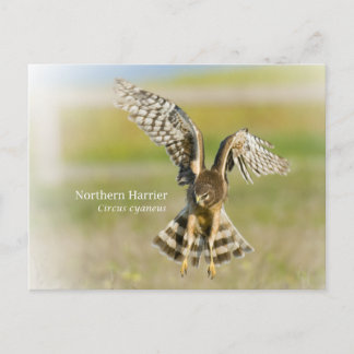 Northern Harrier Postkarte