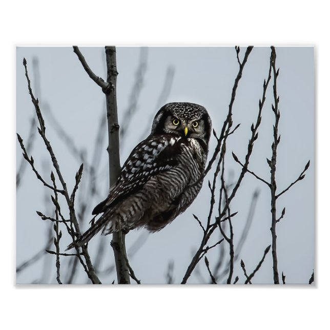 Northern Hawk Owl im Winter Fotodruck (Vorne)