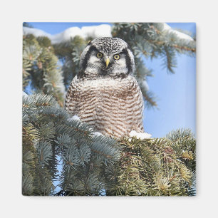 Northern Hawk Owl Magnet