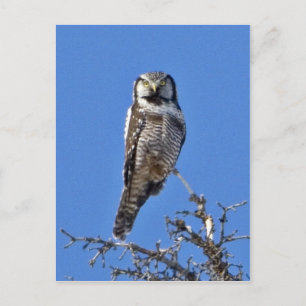 Northern Hawk Owl Postkarte