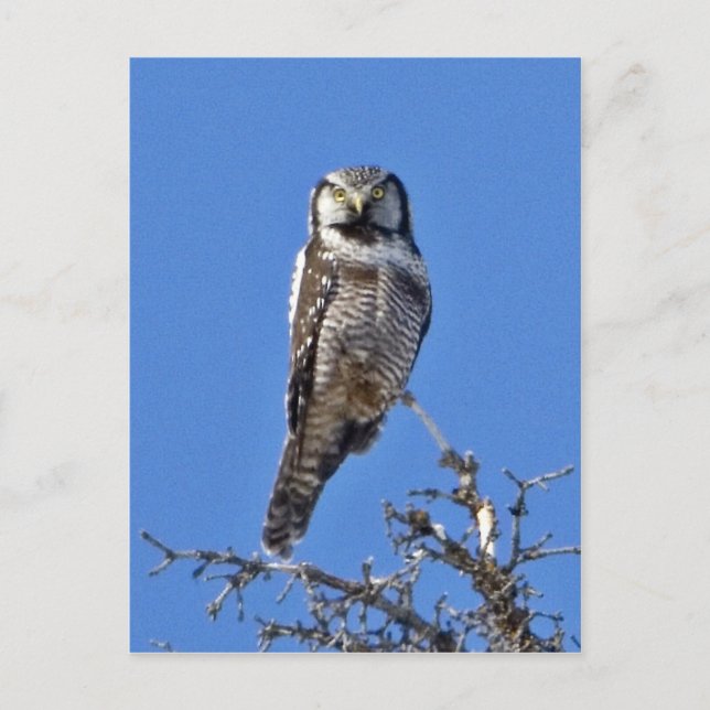 Northern Hawk Owl Postkarte (Vorderseite)